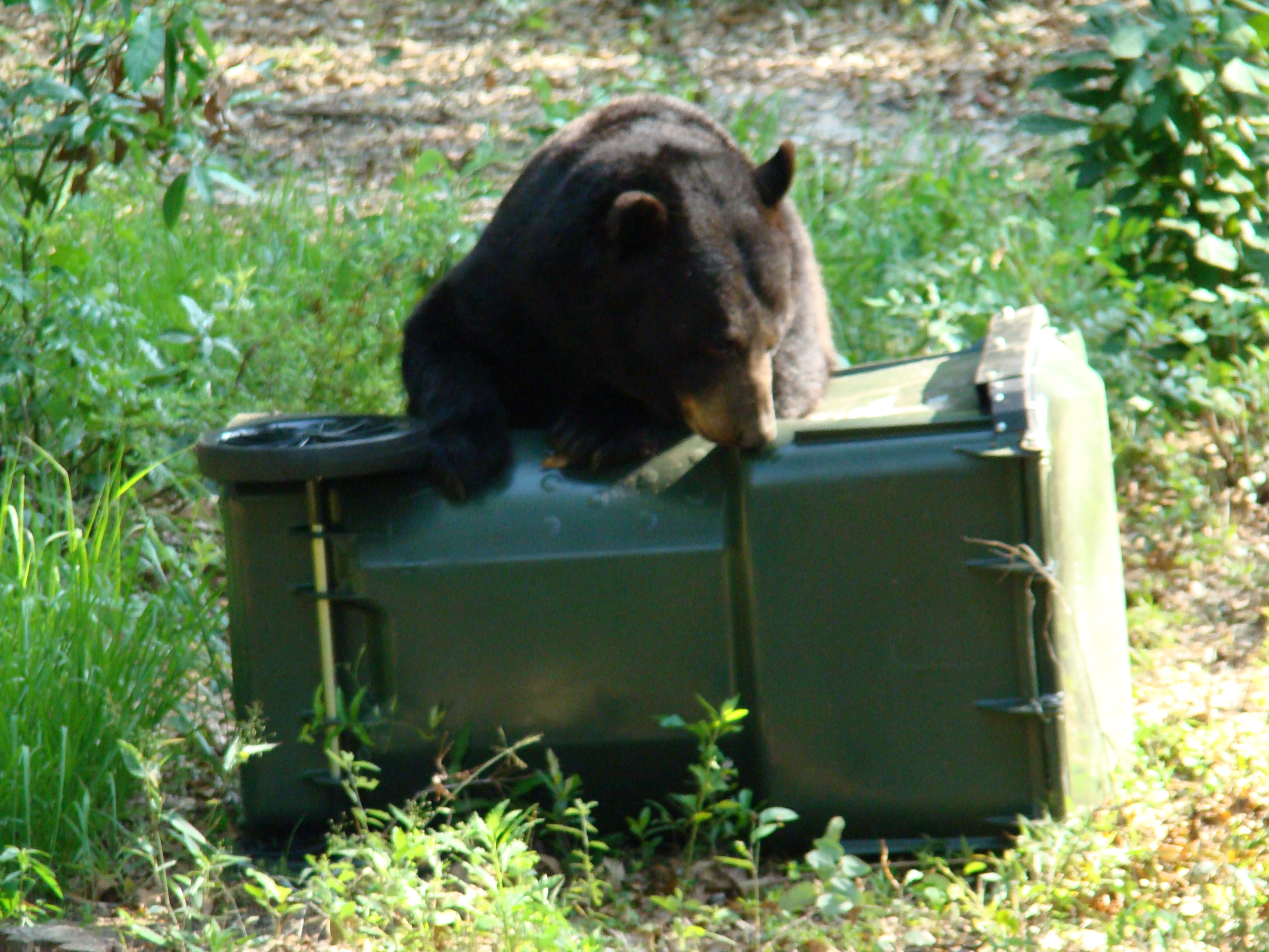 Photo of bear on a trashcan.