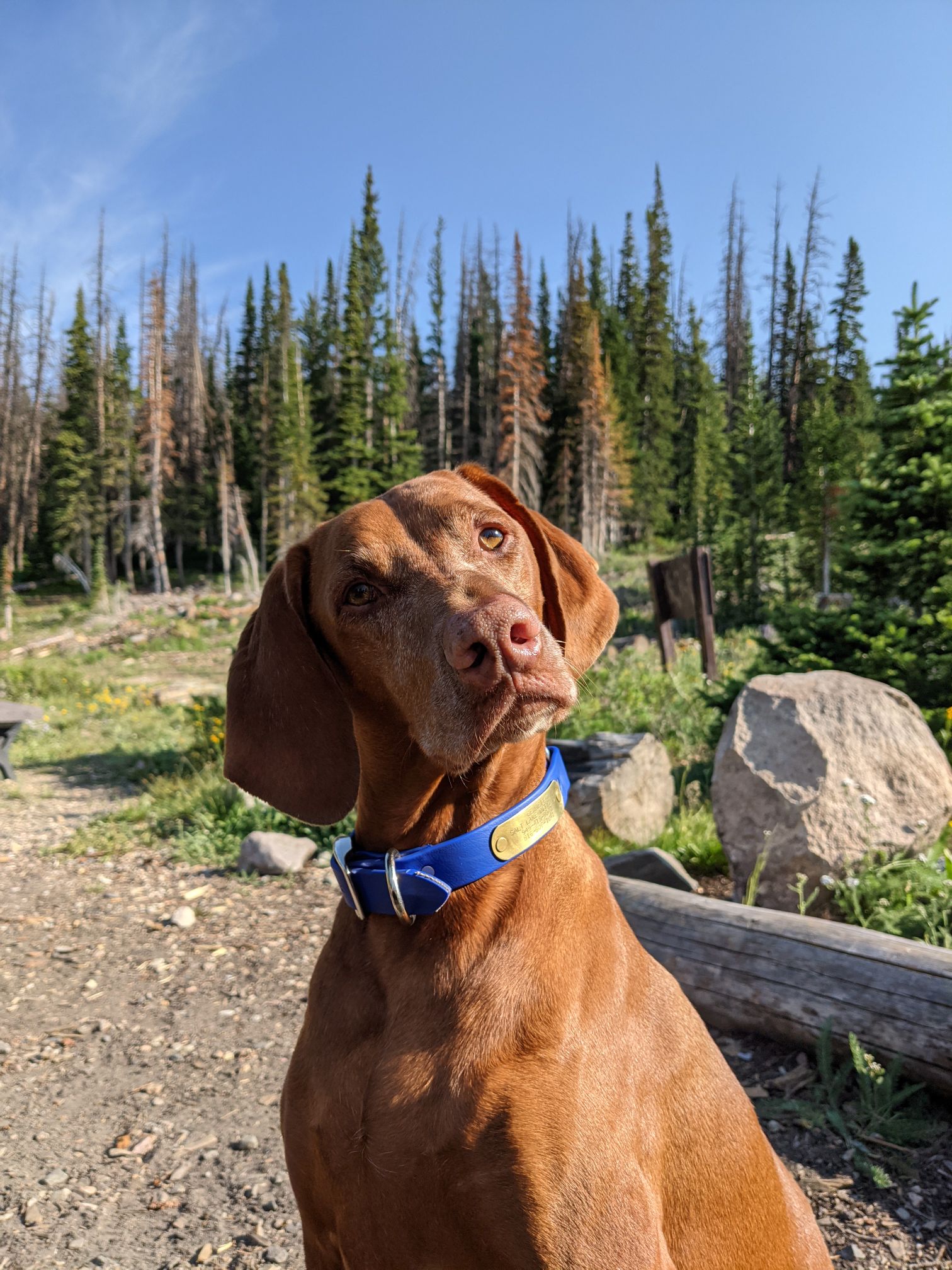 Photo of Thinking Vizsla